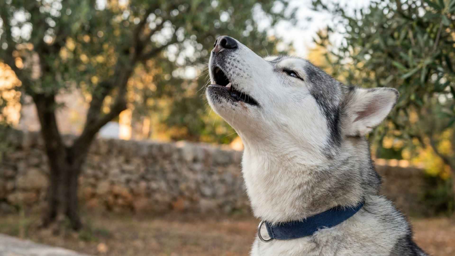 aullido en perro